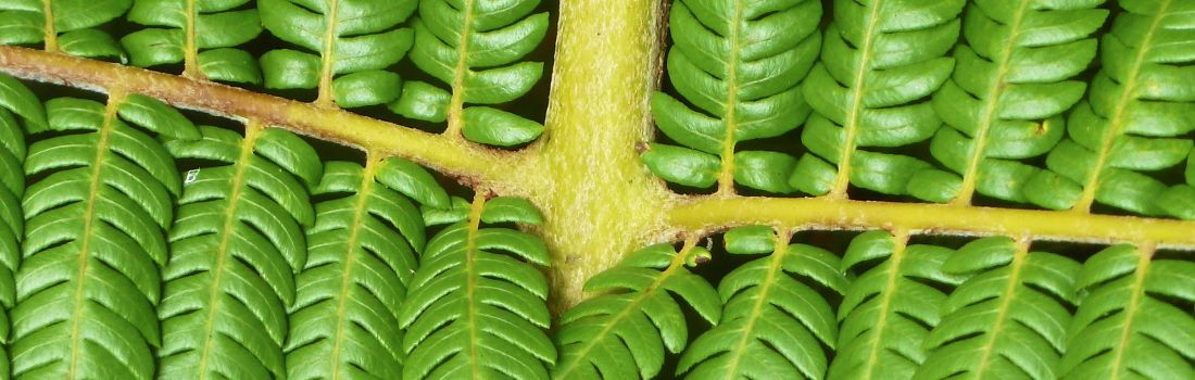 Nahaufnahme Farnblatt – Symbol für Verbindung, Balance und Lebenskraft