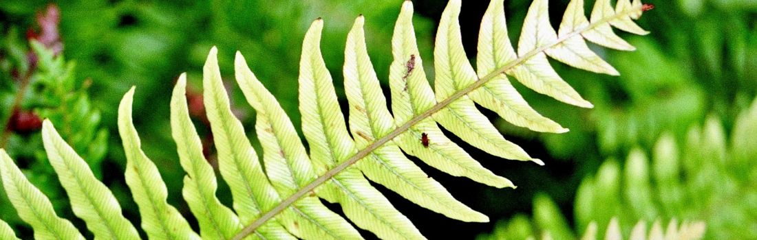 Helles Farnblatt als Symbol für Leichtigkeit und Wachstum – Kinesiologie Therwil