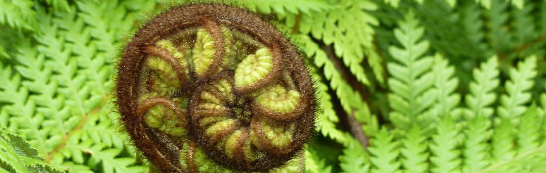 Sich entrollendes Farnblatt – Koru-Symbol für Neubeginn und Heilung